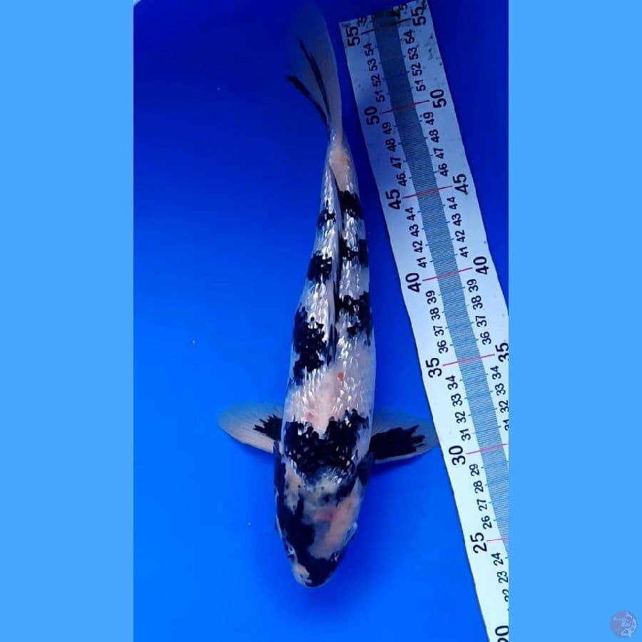 ginrin 30 cm
