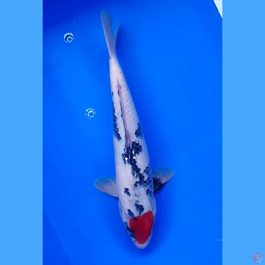 tancho showa 29 cm
