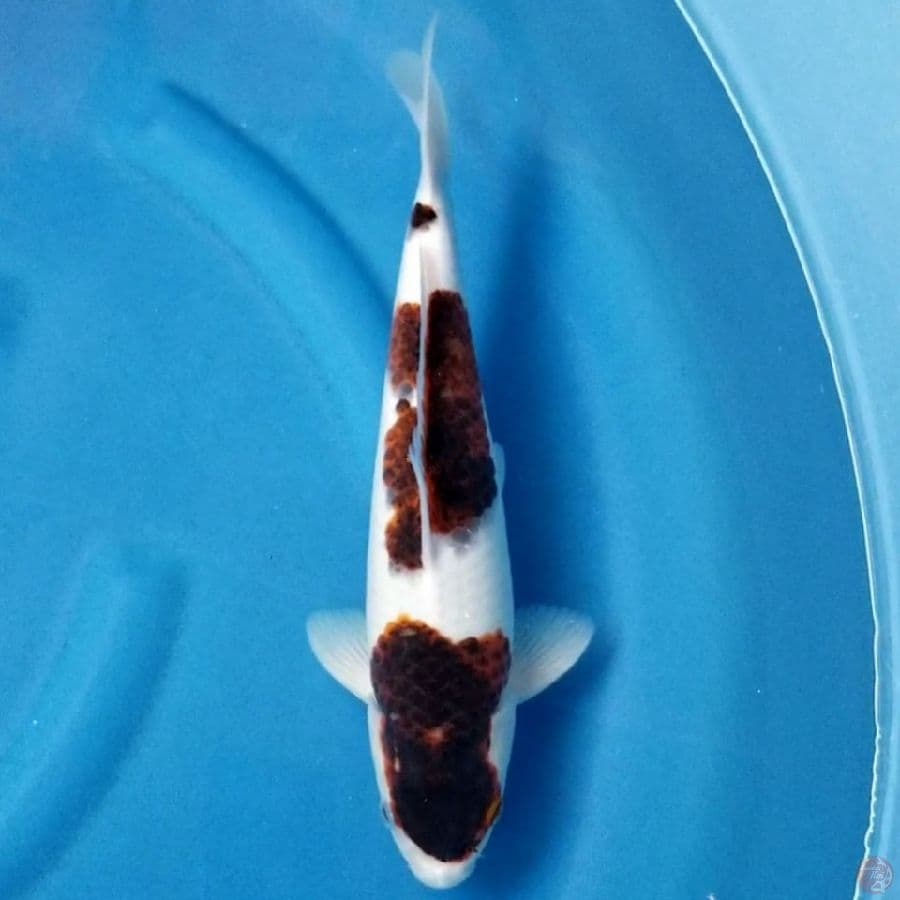 GOROMO 32 CM MALE