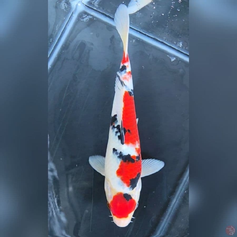MARUTEN SANKE # 24CM - F