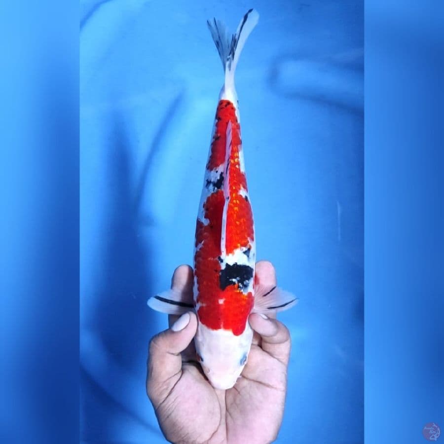 SANKE GINRIN STRONG # 28CM - M