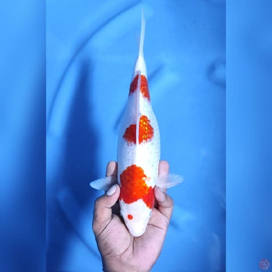 KINGINRIN KOHAKU # 32CM - F
