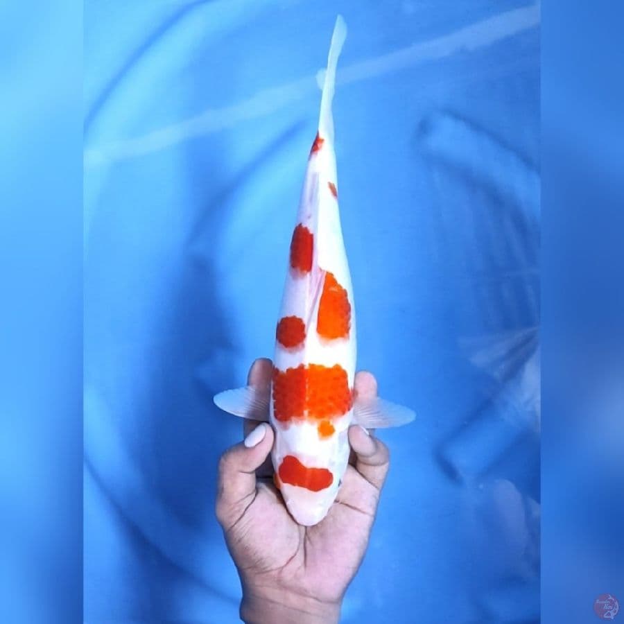 MARUTEN KOHAKU # 32CM - F