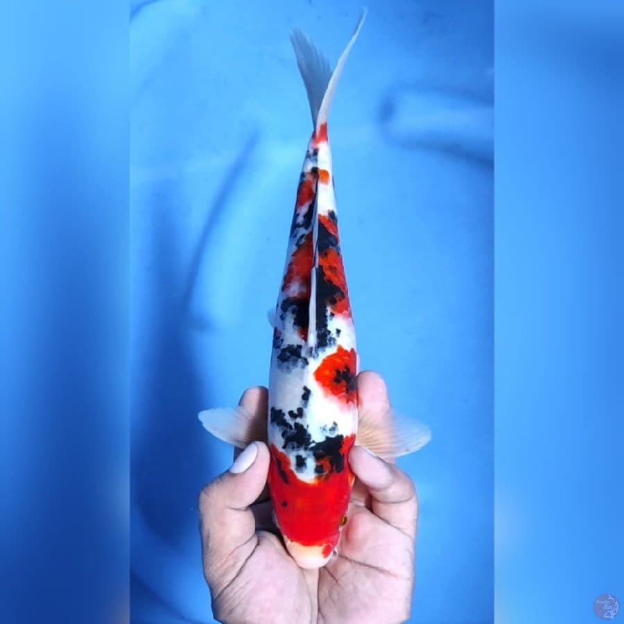 TAISHO SANSOKU# 27CM - M