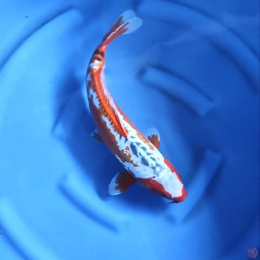 JUMBO HANA SHUSUI,MINUS SIRIP EKOR SEDIKIT MELINTIR# 42CM - F