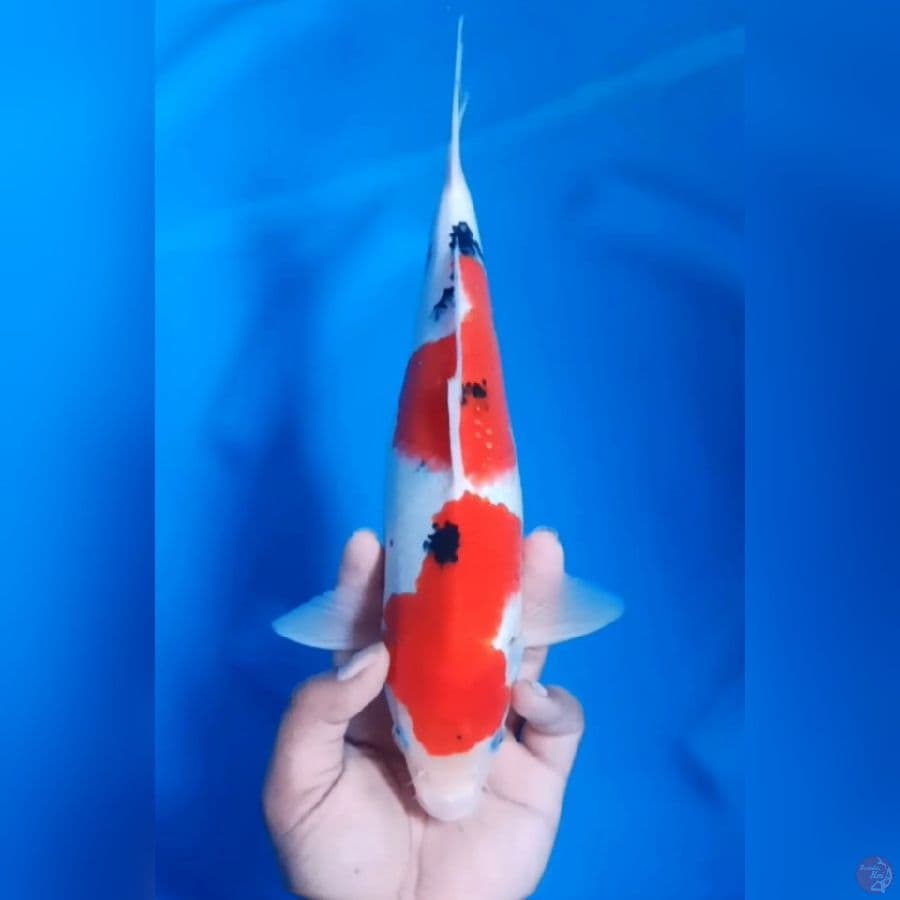 TAISHO SANSOKU # 31CM - M