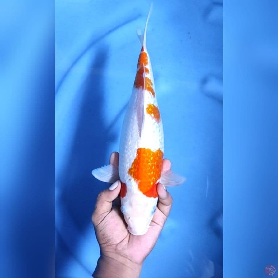 KOHAKU GINRIN # 36CM - F