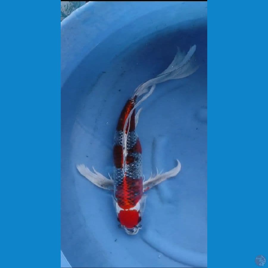 kumpay gosiki 52cm limited
