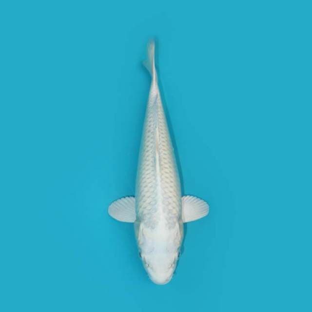 YG_PLATINUM_26 CM