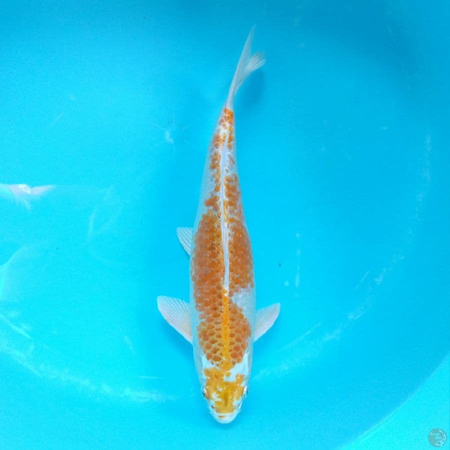 HARIWAKE MALE 33CM