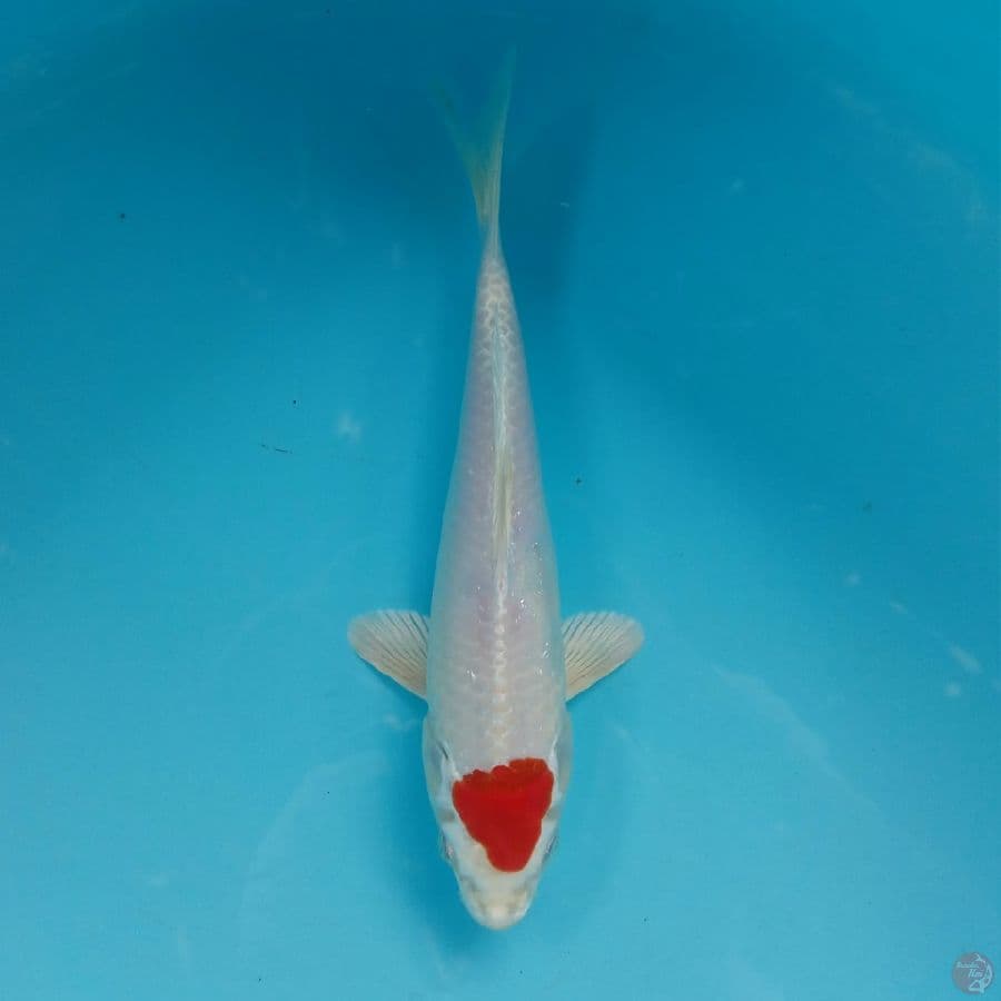 TANCHO HIKARI ORI 26CM MALE