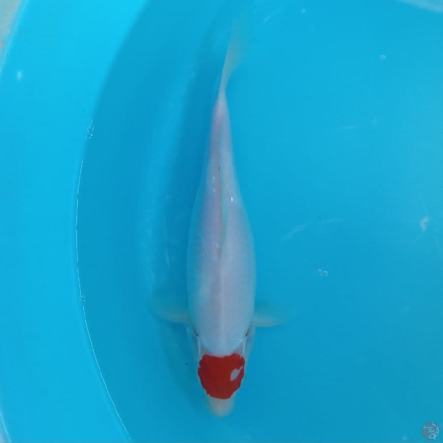 TANCHO KOHAKU ORI FEMALE 32CM