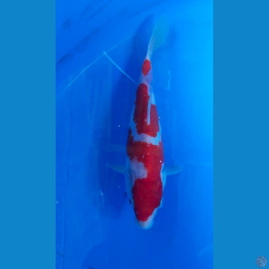 kohaku 18cm