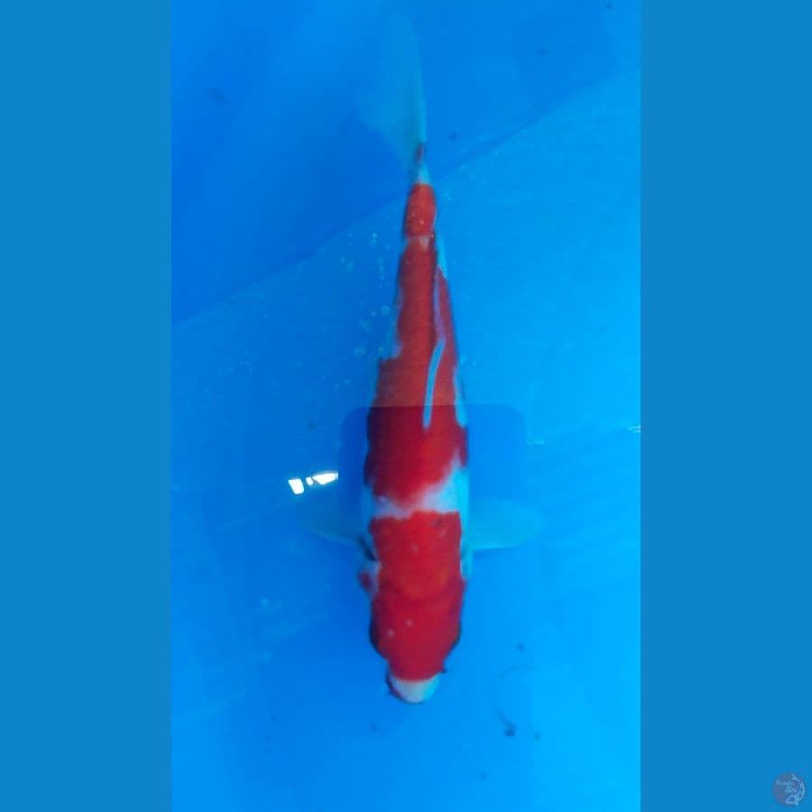 kohaku 18cm
