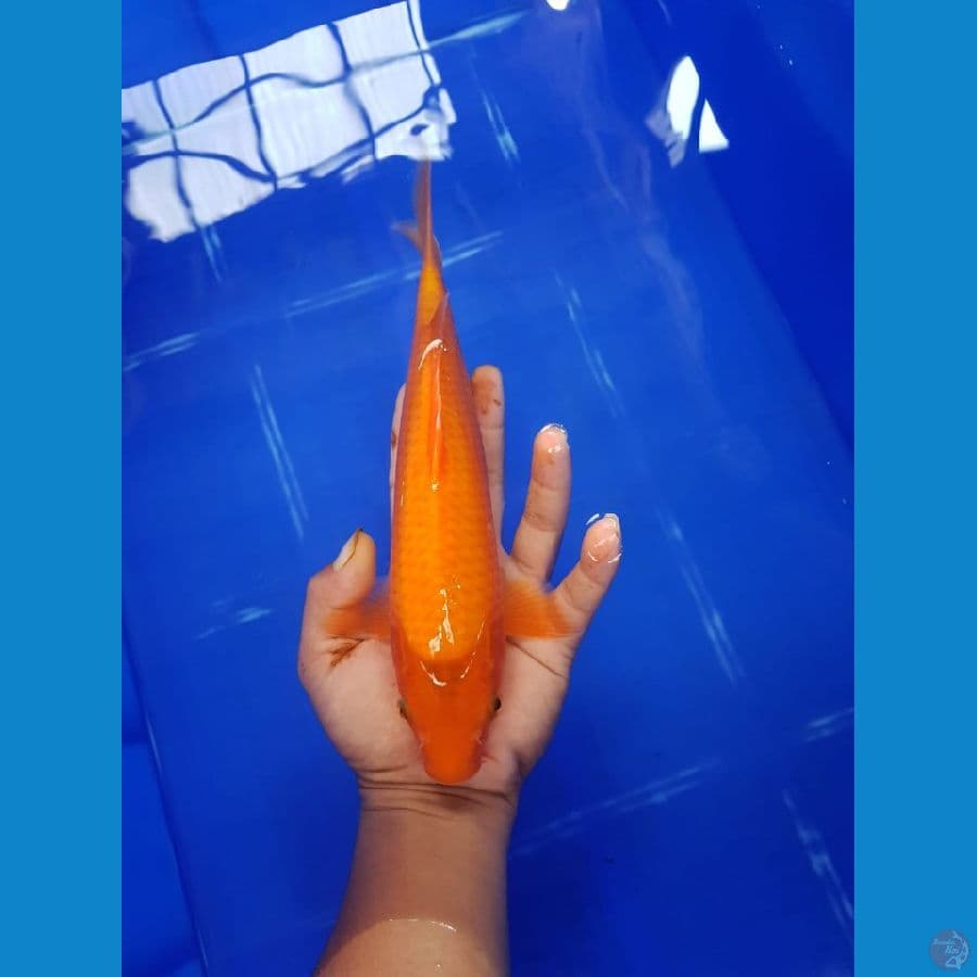 red karasi 26 cm
