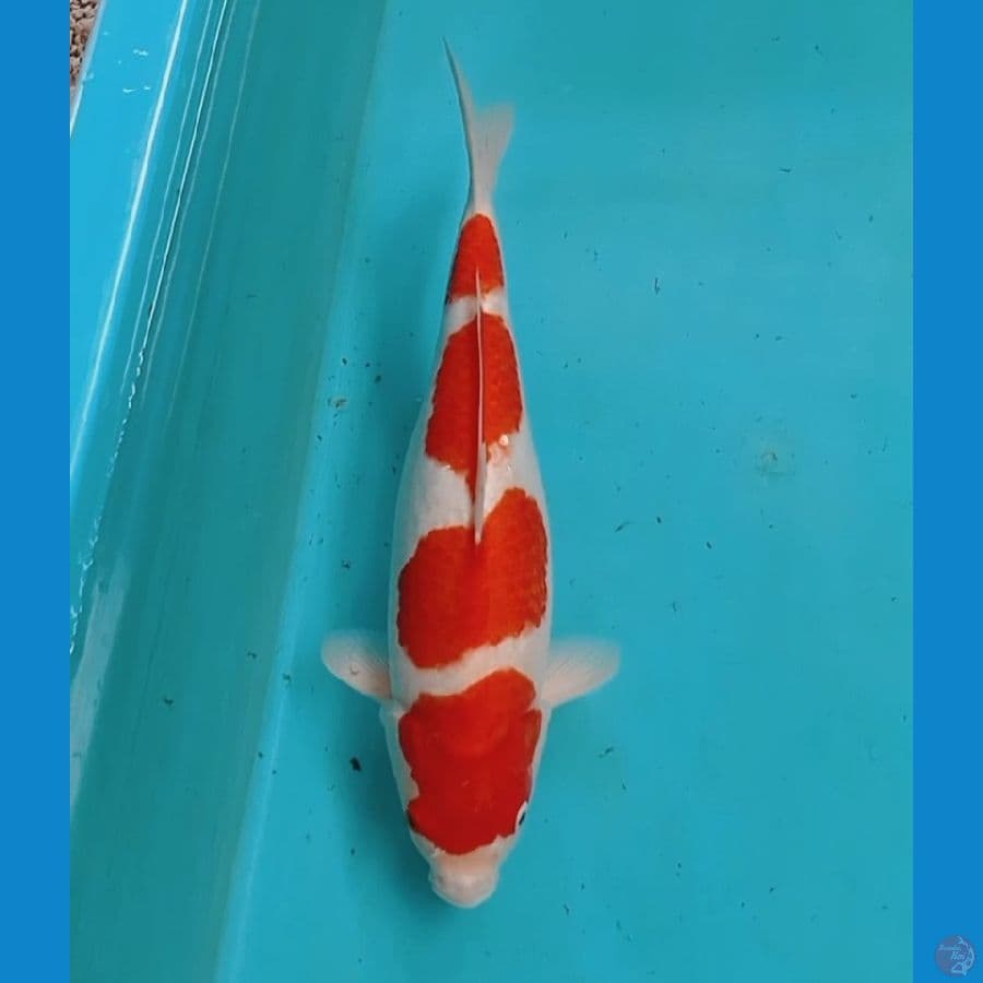 KOHAKU 42cm