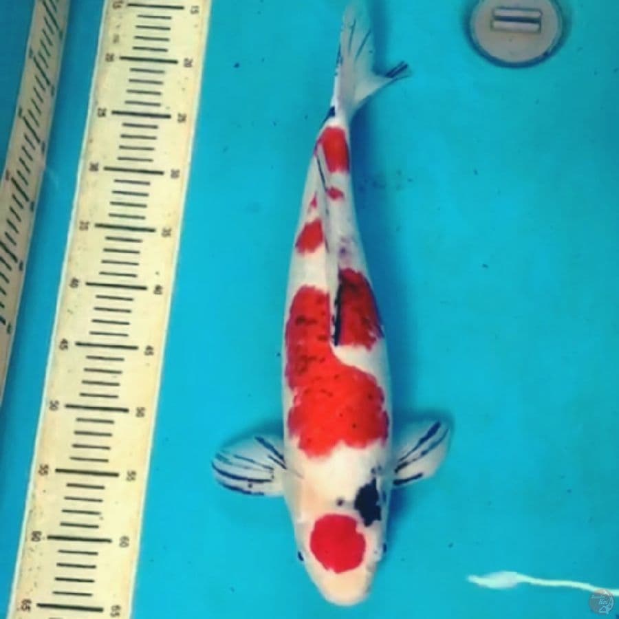 Sanke Maruten 52cm