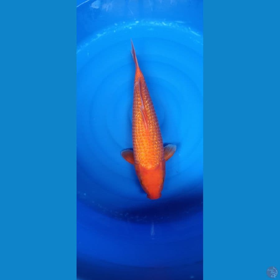 Red karasi jumbo 47cm male fuull ginrin