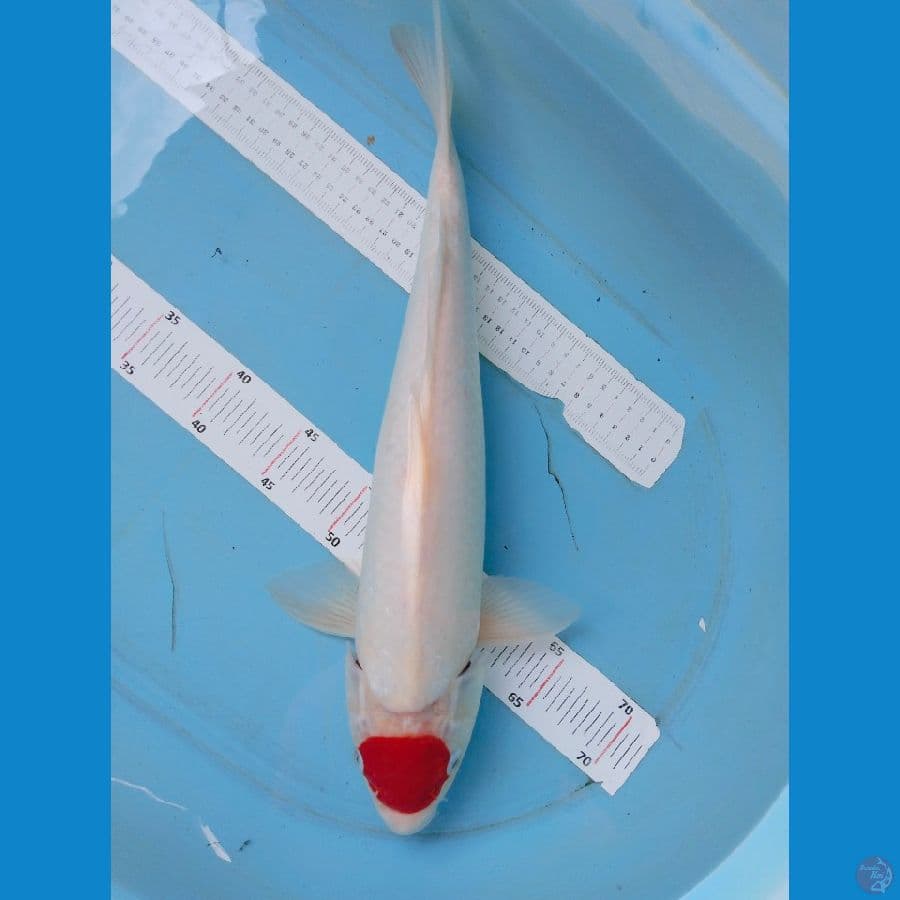 tancho 45cm