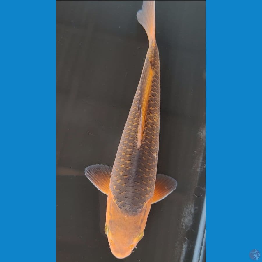 Caramel 25cm Jantan