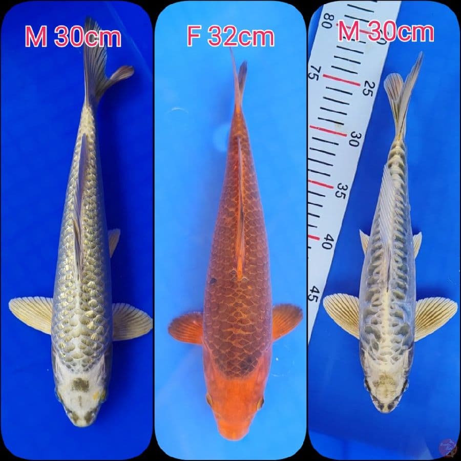 Lelang Mix 3ekor polosan
