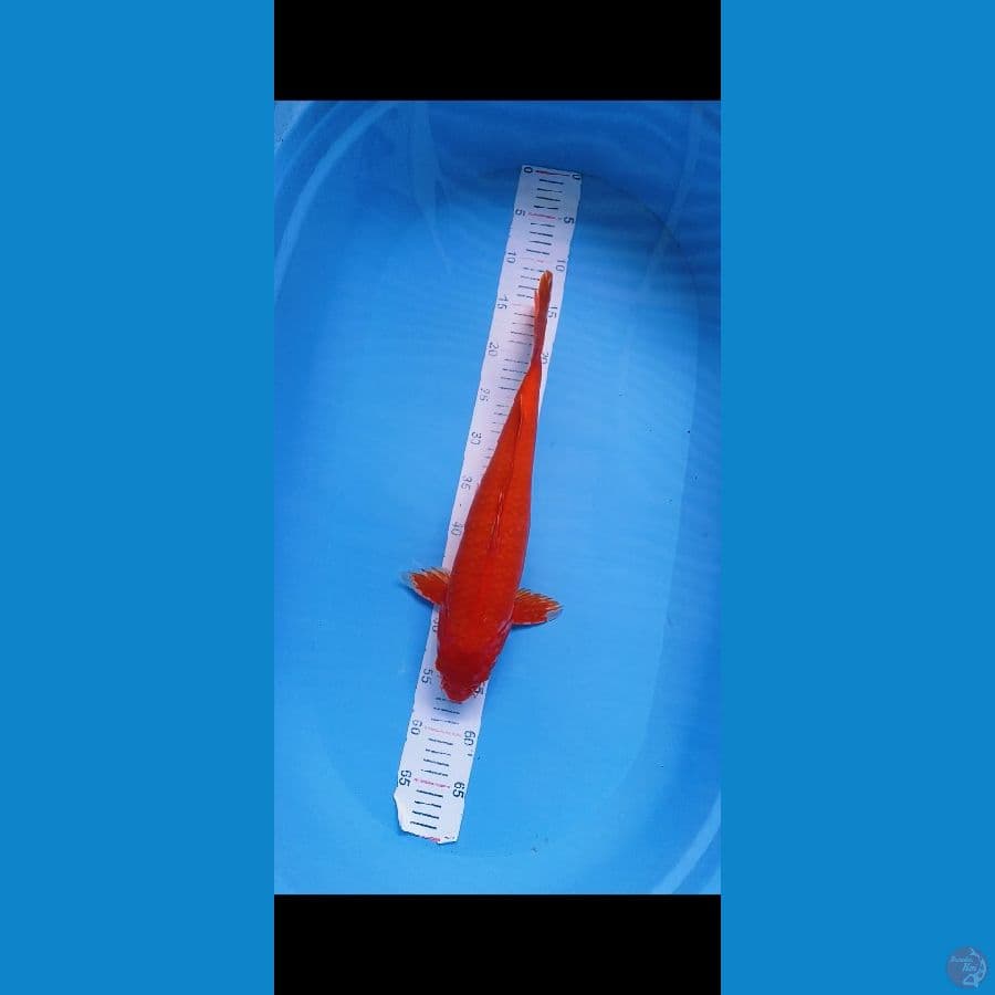akahajiro 40cm