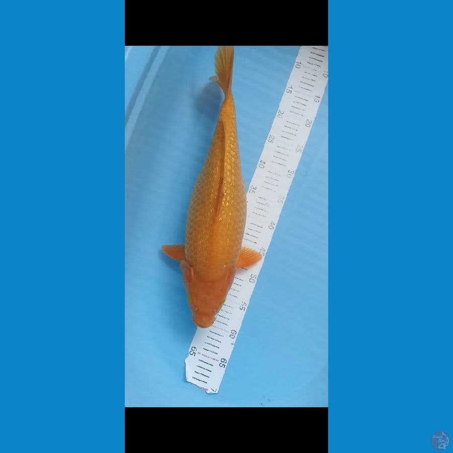 karasi 47cm