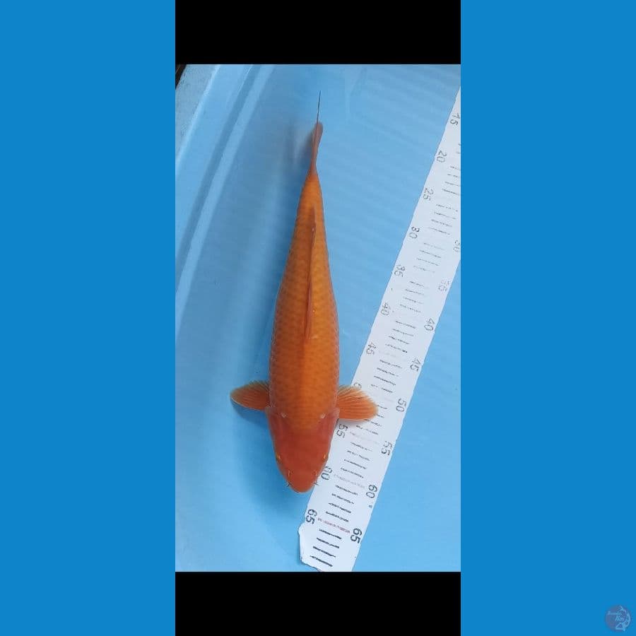red karasi 43cm male