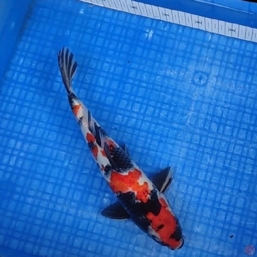 Showa Male 33cm™