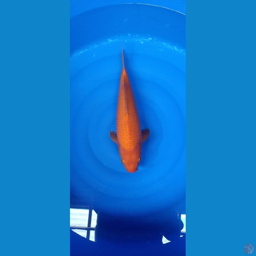 Seper Ref karasi male 40cm bulky kwalitas SQ