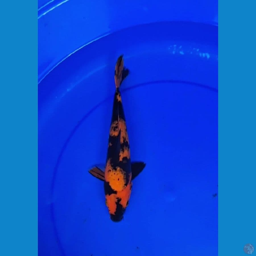 hiu 30cm
