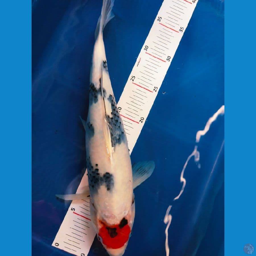 tancho 37cm