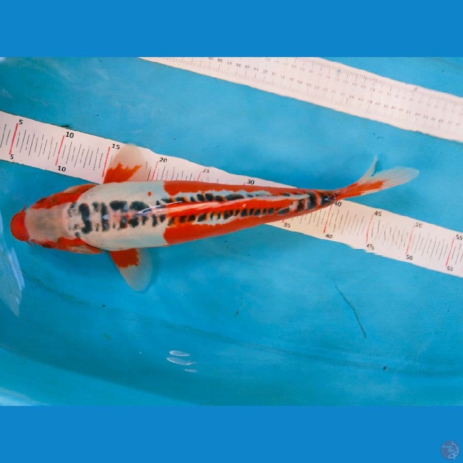 hanasusu 42cm cowok