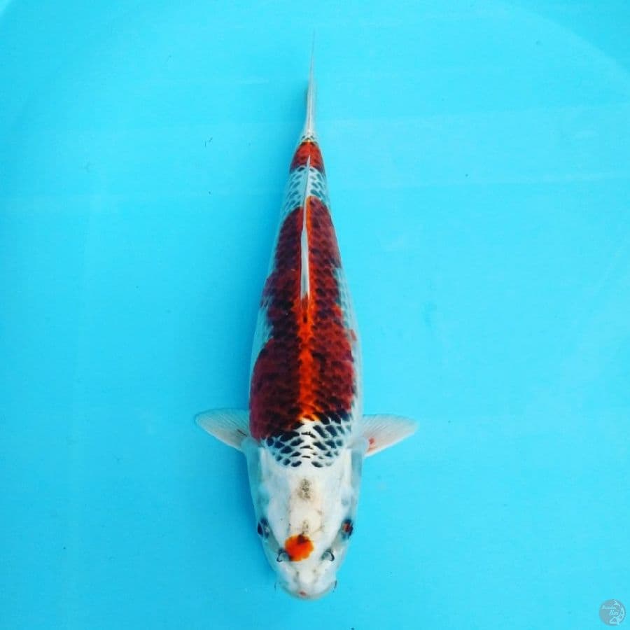 kujaku strong..30cm