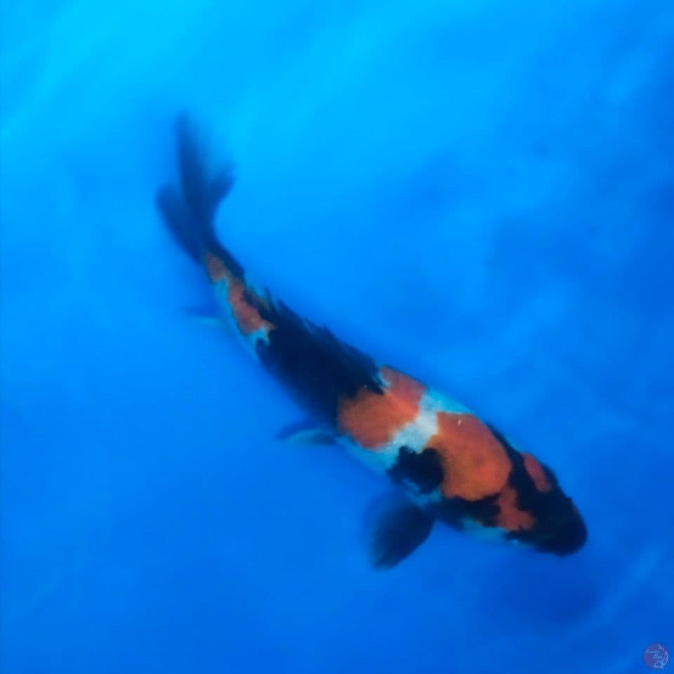 showa 22cm