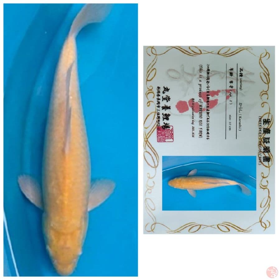 IMPORT KARASHI MARUDO MALE MM 40BU