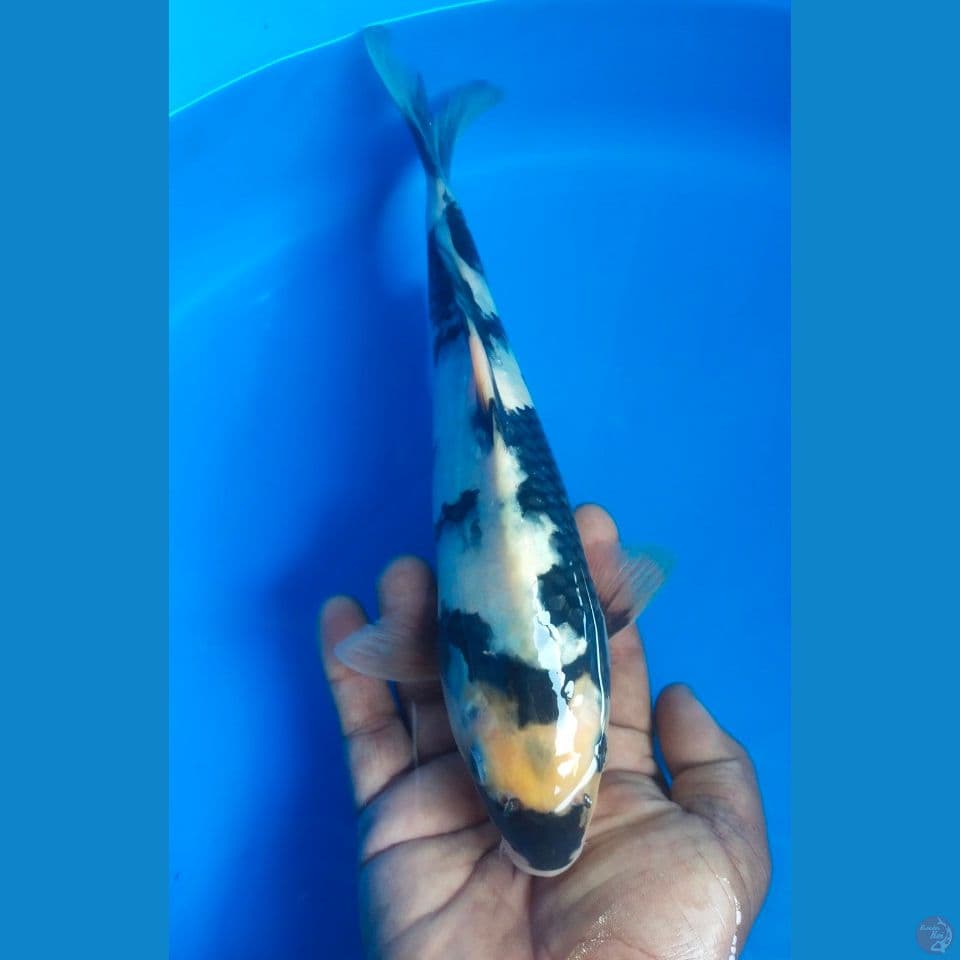 shiro 25cm