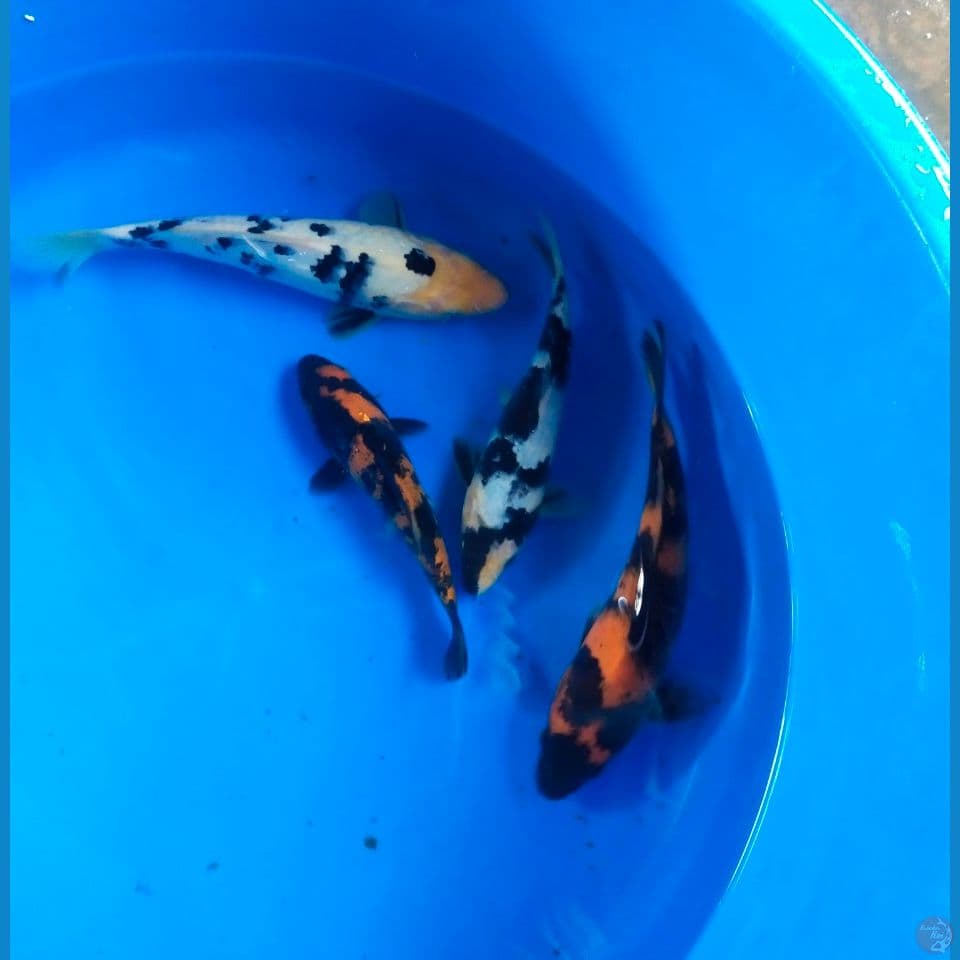 Mix 20- 26cm