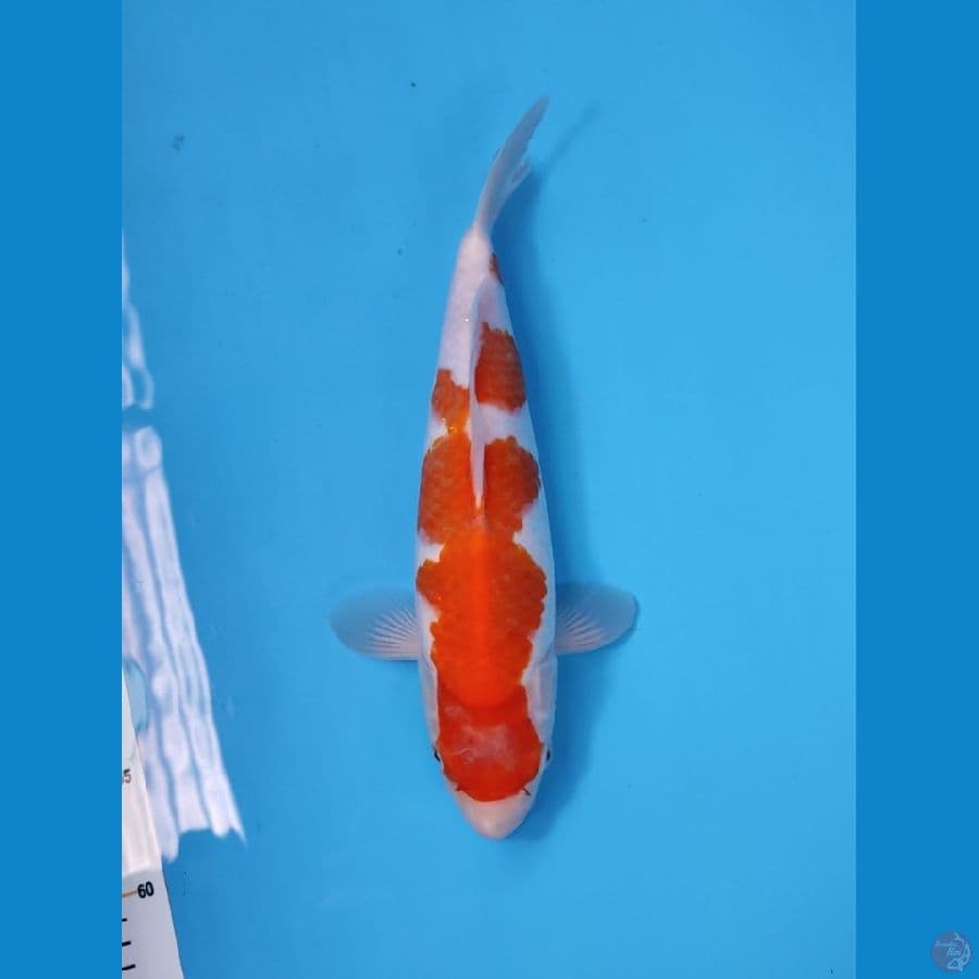 KOHAKU BAKAT JUMBO 35CM - FEEMALE
