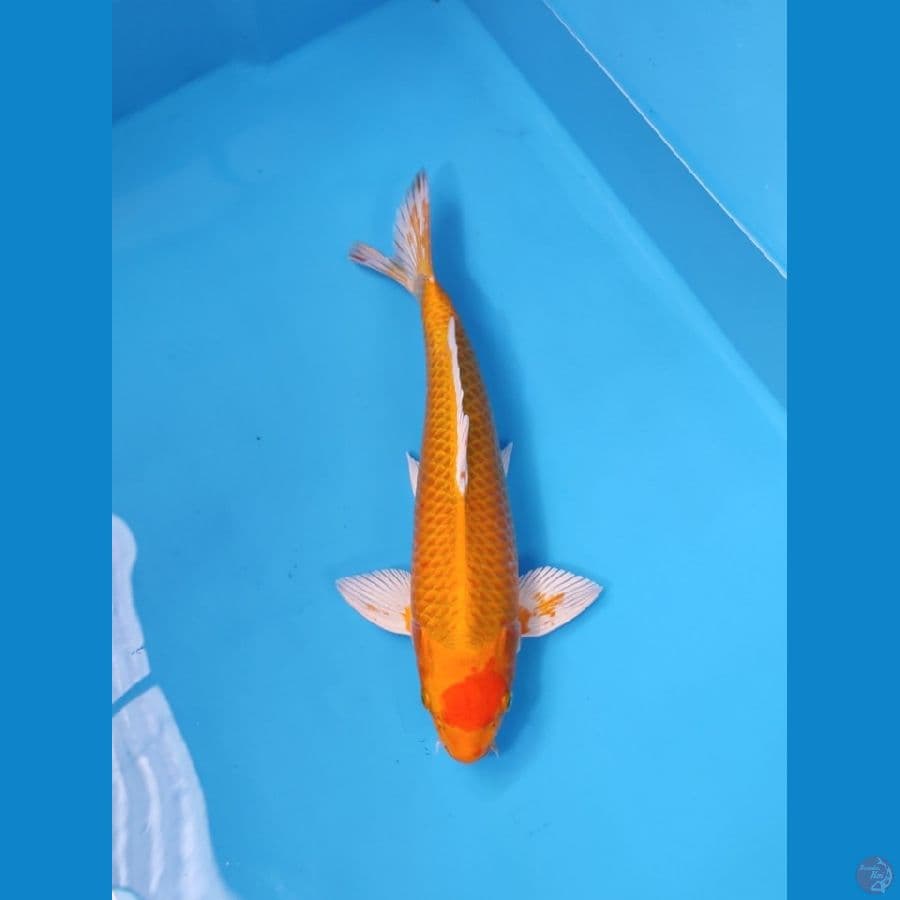TC OGON SPECIAL EDITION 37CM - MALE