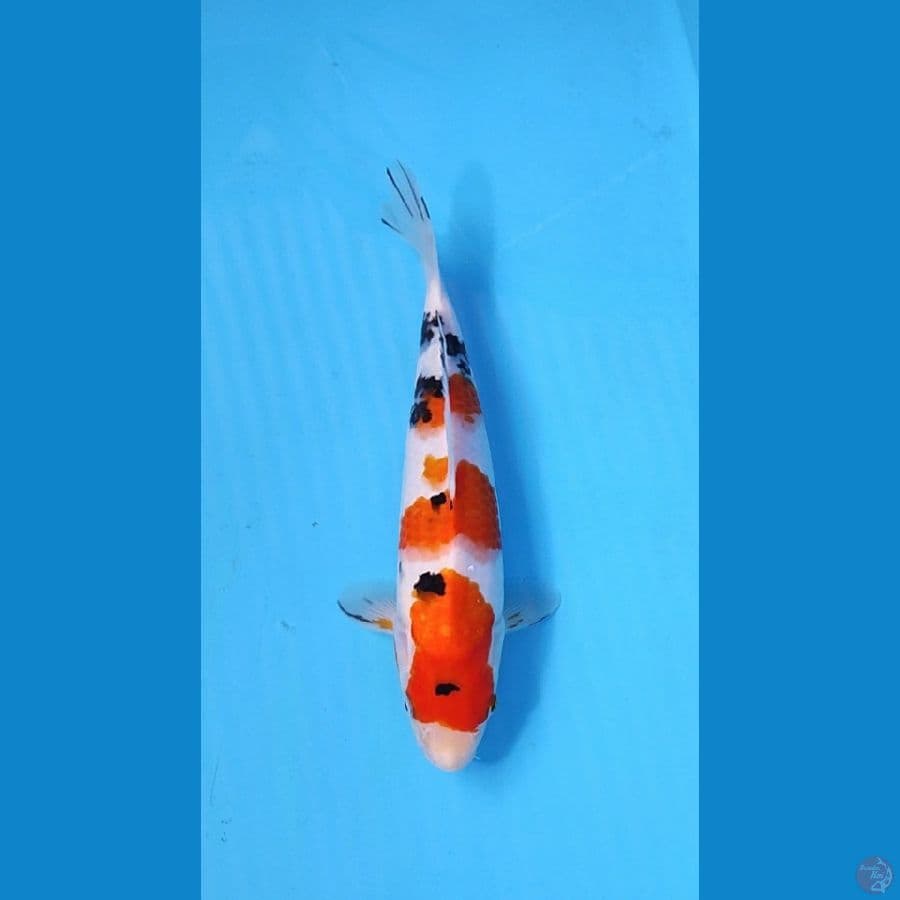 SANKE 29CM - FEMALE
