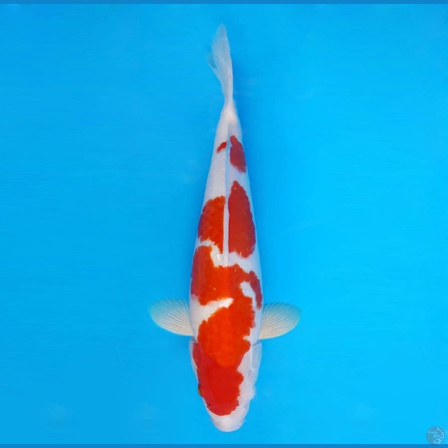 ARISAKA 9 ~ Kohaku 38 cm/fm™,-