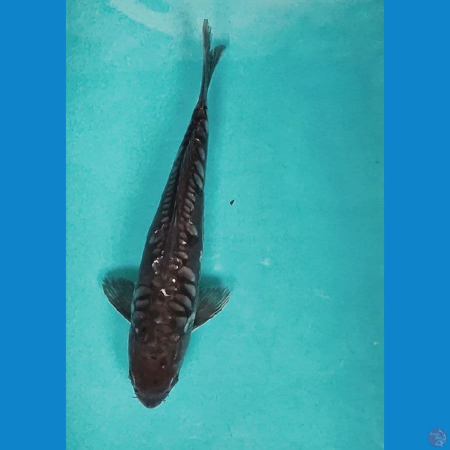 SORAGOI ARAGOKE 32CM MALE