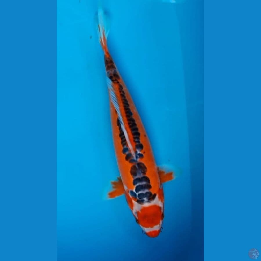 Maruten shusui 38cm