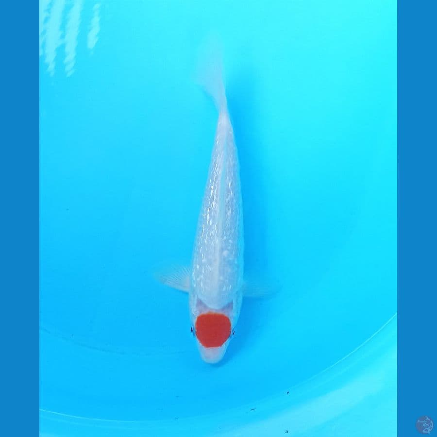 TC ginrin 23cm