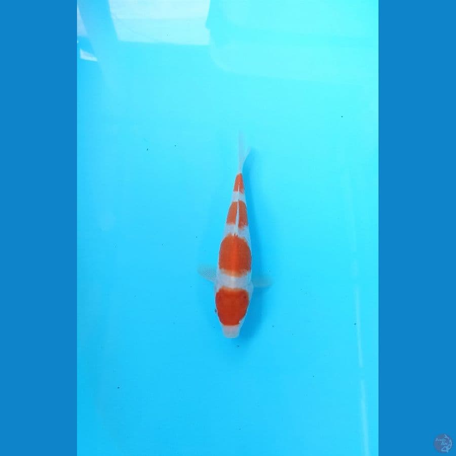 Kohaku 20cm