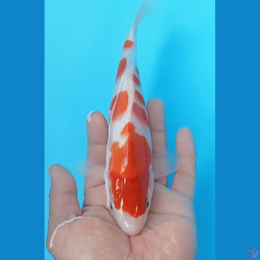 kohaku 23cm