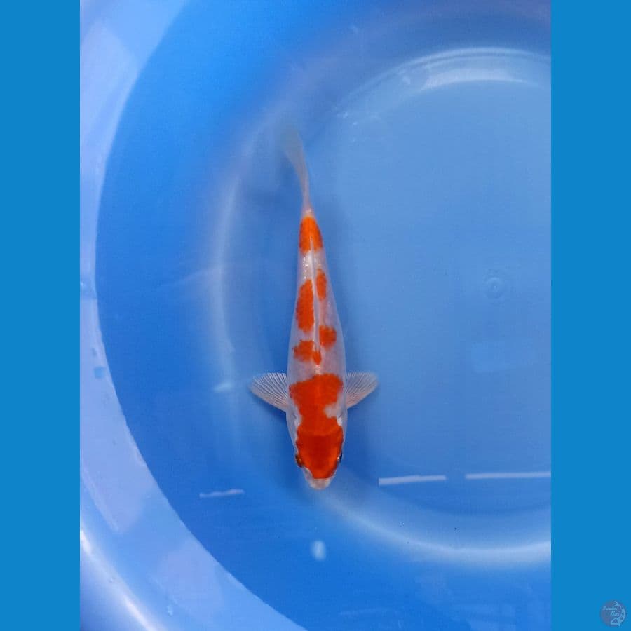 Sakura ogon 17cm