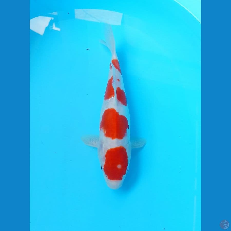 Kohaku doit 29cm