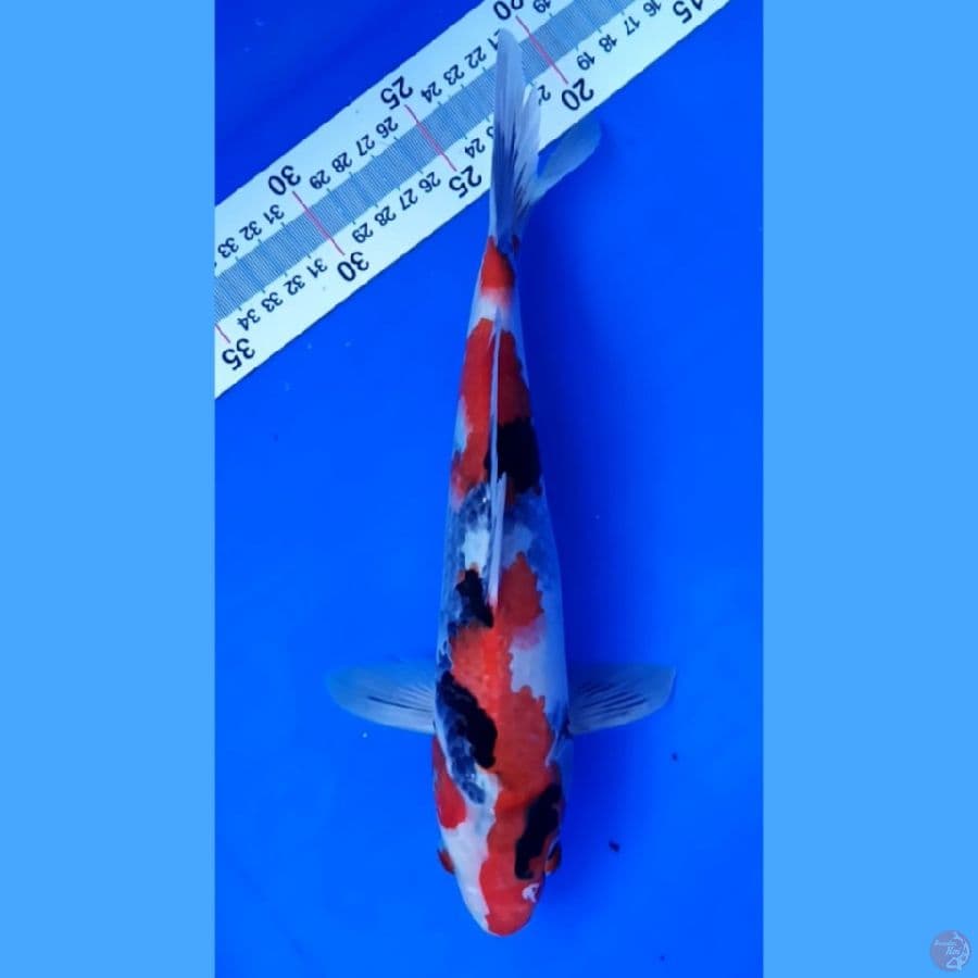 showa 29 cm